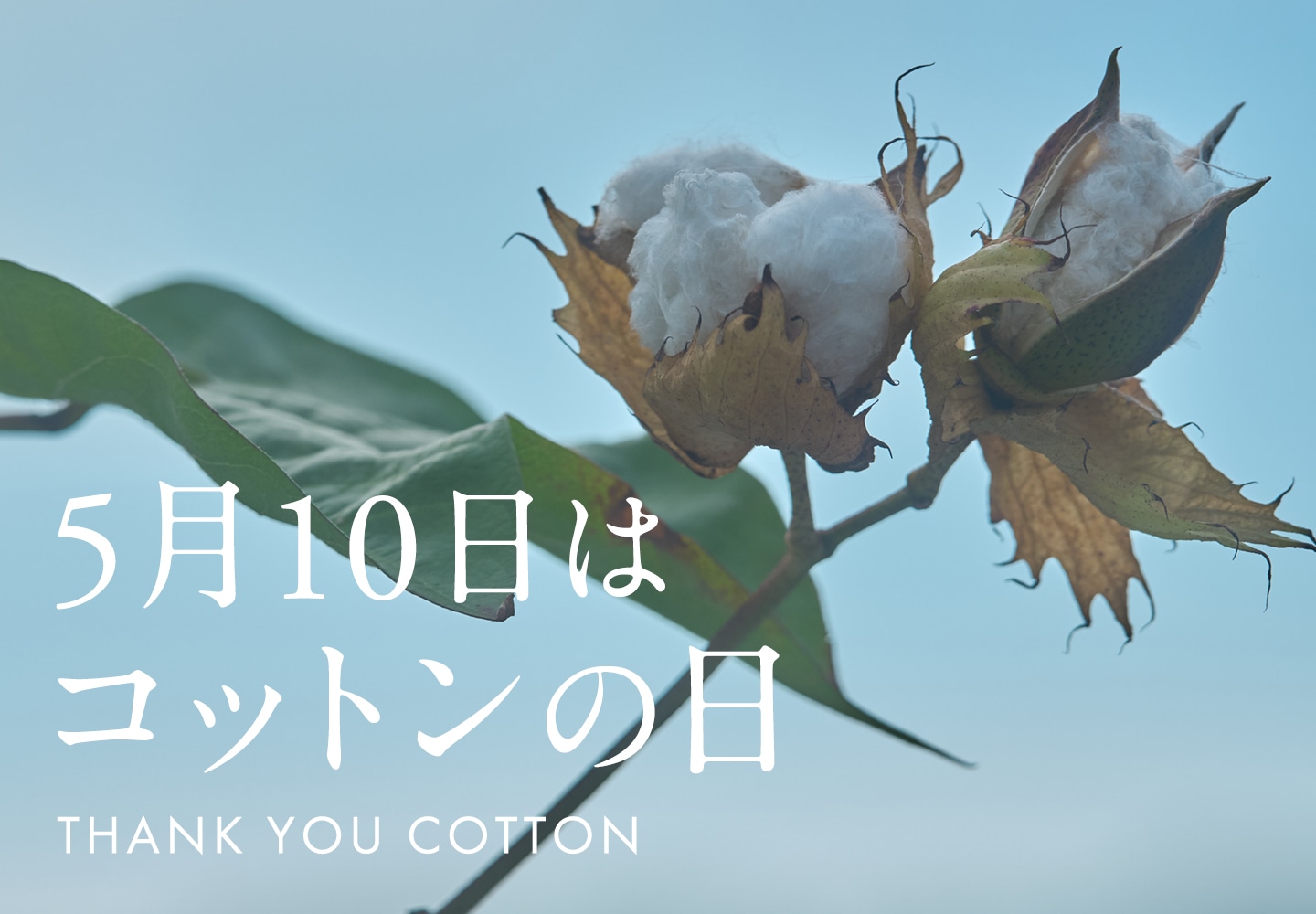 【特集】コットンの日