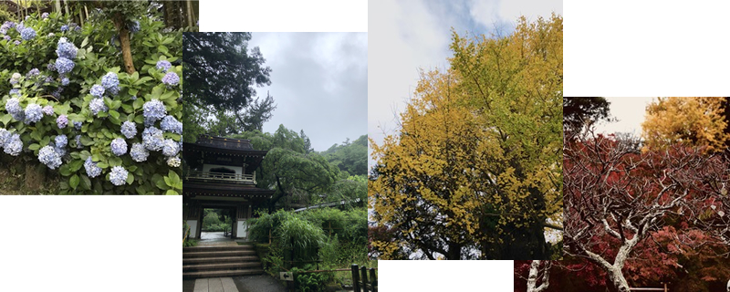 Monthly Kamakura